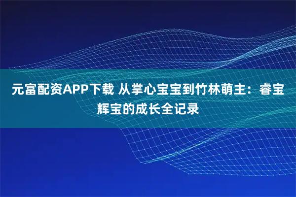 元富配资APP下载 从掌心宝宝到竹林萌主：睿宝辉宝的成长全记录